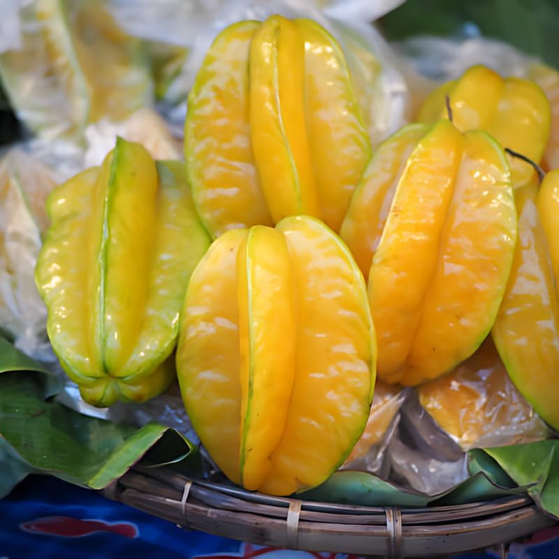 (No Ship to CA,HI,AK) Sweet Starfruit Tree Live Plant in 3 Gallon Pot, Well-Rooted Tropical Tree, Low Maintenance Fruit Plant for Sunny Outdoor Spots