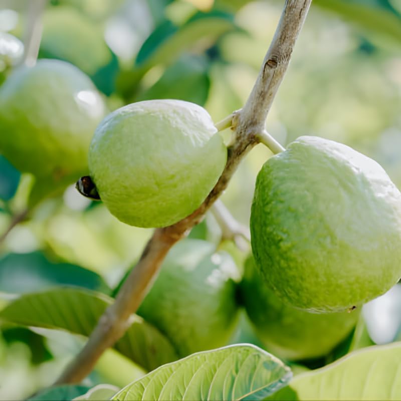 (No Ship to CA,HI,AK) Guava Tree Live Plant - Thai White Guava, 2-3 Feet Size, 3 Gallon Pot, Well-Rooted Tropical Tree, Low Maintenance Fruit Trees for Outdoor Planting
