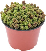 Sedum Dasyphyllum Minor Succulent Plant, 4 Inch Pot Sedum Plant Live, Fully Rooted, Drought-Tolerant, Low Maintenance Indoor Houseplant, Ideal for Home & Office Décor & Gifts