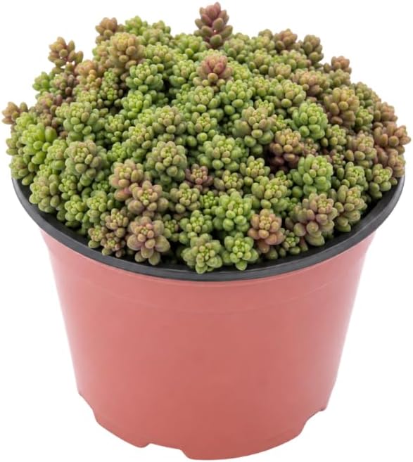 Sedum Dasyphyllum Minor Succulent Plant, 4 Inch Pot Sedum Plant Live, Fully Rooted, Drought-Tolerant, Low Maintenance Indoor Houseplant, Ideal for Home & Office Décor & Gifts