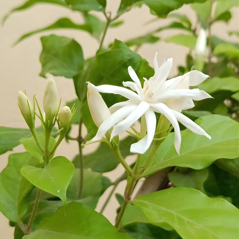 Jasmine Plant Live in 4 Inch Pot – Belle of India | Fragrant Jasmine Potted Plant Indoor | Jasmine Flower Plant for Home & Office Décor | Elegant White-Blooming Plant for Shelves, Desks