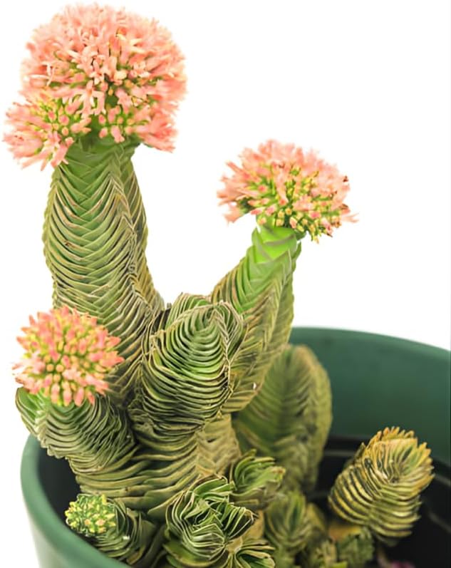 3 Live Succulent Crassula, Buddha's Temple Succulent in 2 Inch Pot, Low Maintenance, Thrives in Home & Office, Perfect for Plant Enthusiasts