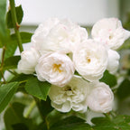 Pink Climbing Roses Live Plant 10-14" Tall in Large Pot, Heirloom Climbing Rose Bush, Fragrant High-Yielding Perennial Flowering Vine for Trellis & Fence
