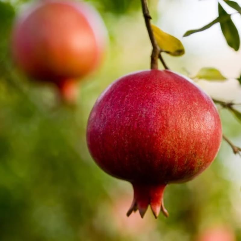 Salavatski Pomegranate Tree Live Plant in 4 Inch Pot | Vibrant Live Pomegranate Plant for Planting in Pots or Ground | Easy-Grow Fruit Tree for Gardeners, Yards & Home Orchards