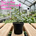 Baby Blue Eucalyptus Plant Live in 2.5 Inch Pot | Real Eucalyptus Plant for Planting Outdoors or Indoors | Fresh Aromatic Foliage | Easy-Growing Eucalyptus for Garden, Patio & Home Décor
