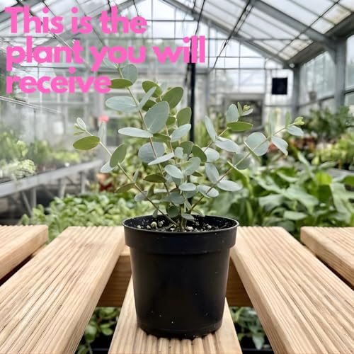 Baby Blue Eucalyptus Plant Live in 2.5 Inch Pot | Real Eucalyptus Plant for Planting Outdoors or Indoors | Fresh Aromatic Foliage | Easy-Growing Eucalyptus for Garden, Patio & Home Décor