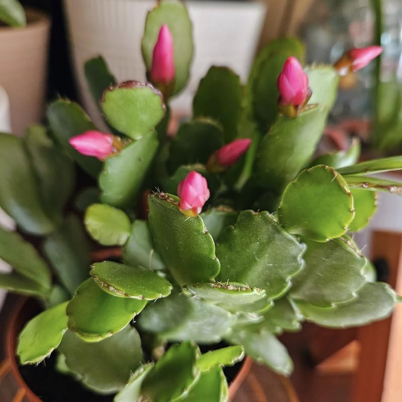 Light Pink Easter Cactus Live Plant 3 Inch Tall – Flowering Indoor Holiday Cactus with Soft Pink Blooms, Easy Care Easter Cactus Plants Live for Home, Office or Gift