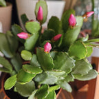 Light Pink Easter Cactus Live Plant 3 Inch Tall – Flowering Indoor Holiday Cactus with Soft Pink Blooms, Easy Care Easter Cactus Plants Live for Home, Office or Gift