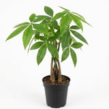 Money Tree Plant Indoor, 4" Potted Plant, Easy Care Indoor Greenery, Braided Tropical Foliage for Desks and Bright Spaces