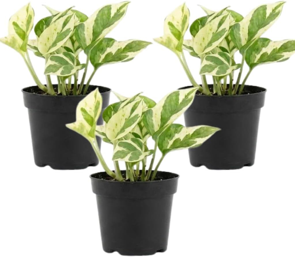 3 Pothos Live Plant, Pothos N’Joy in 2 Inch Pot, Easy Care Indoor Plant for Tabletop Displays, Gifting and Houseplant Collections