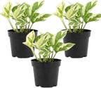 3 Pothos Live Plant, Pothos N’Joy in 2 Inch Pot, Easy Care Indoor Plant for Tabletop Displays, Gifting and Houseplant Collections