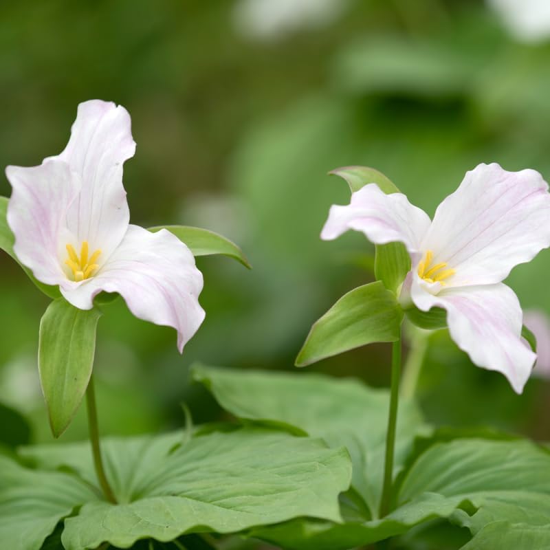 White Trillium Bulbs for Planting, 10 Large Trillium Bulbs, Fast Growing, Easy to Grow Perennial Flower Bulbs for Shade Gardens