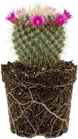 Un Pico Cactus Plant Live (Mammillaria Spinosissima), 4" Pot, Fully Rooted, Easy Care, Unique Ornamental Live Succulent Plant for Home, Office & Indoor Displays