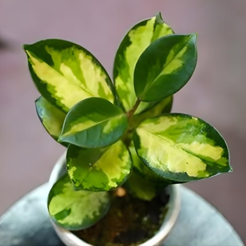 Hoya Australis Lisa Live Plant, 4 Inch Pot Size, Potted Indoor Vine, Low Maintenance Climbing Plant for Bright Indirect Light