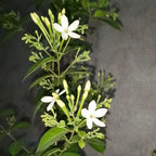 Night Blooming Jasmine Plant Live in 4 Inch Pot | Fragrant Night Blooming Plant | Live Jasmine Plant for Indoor Spaces, Home & Office Décor | Easy to Grow