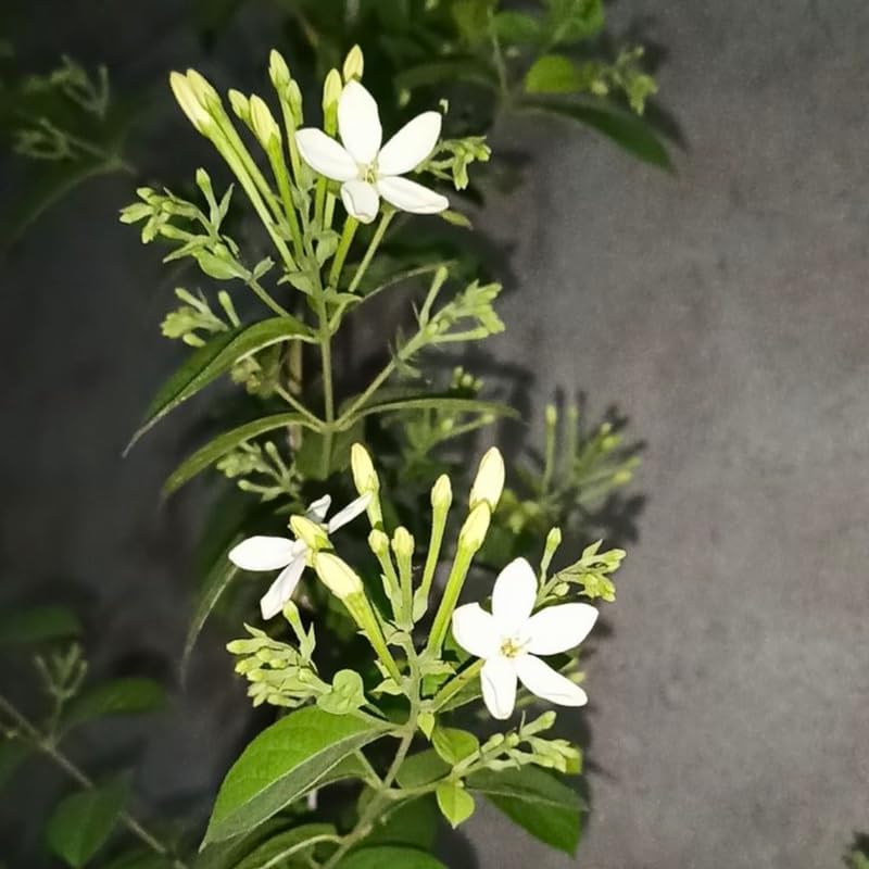 Night Blooming Jasmine Plant Live in 4 Inch Pot | Fragrant Night Blooming Plant | Live Jasmine Plant for Indoor Spaces, Home & Office Décor | Easy to Grow