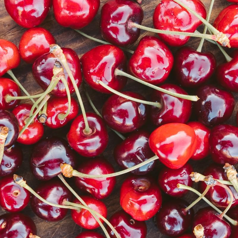 (No Ship to CA,HI,AK) Cherry Tree – Stella Cherry, 2-3 Ft Tall in 3 Gal Container, Cold-Hardy Edible Fruit Tree for Large Pots and Landscapes