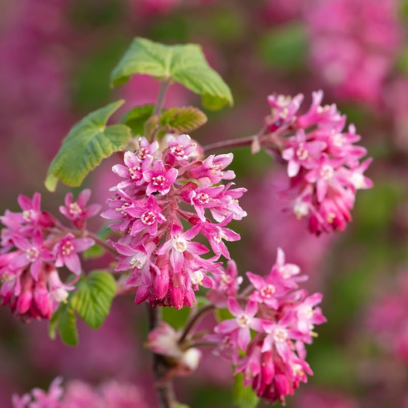 Flowering Currant Live Plant, 7 Inch Tall Bare Root Starter, Pink Spring Blooming Shrub for Garden Borders