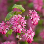 Flowering Currant Live Plant, 7 Inch Tall Bare Root Starter, Pink Spring Blooming Shrub for Garden Borders