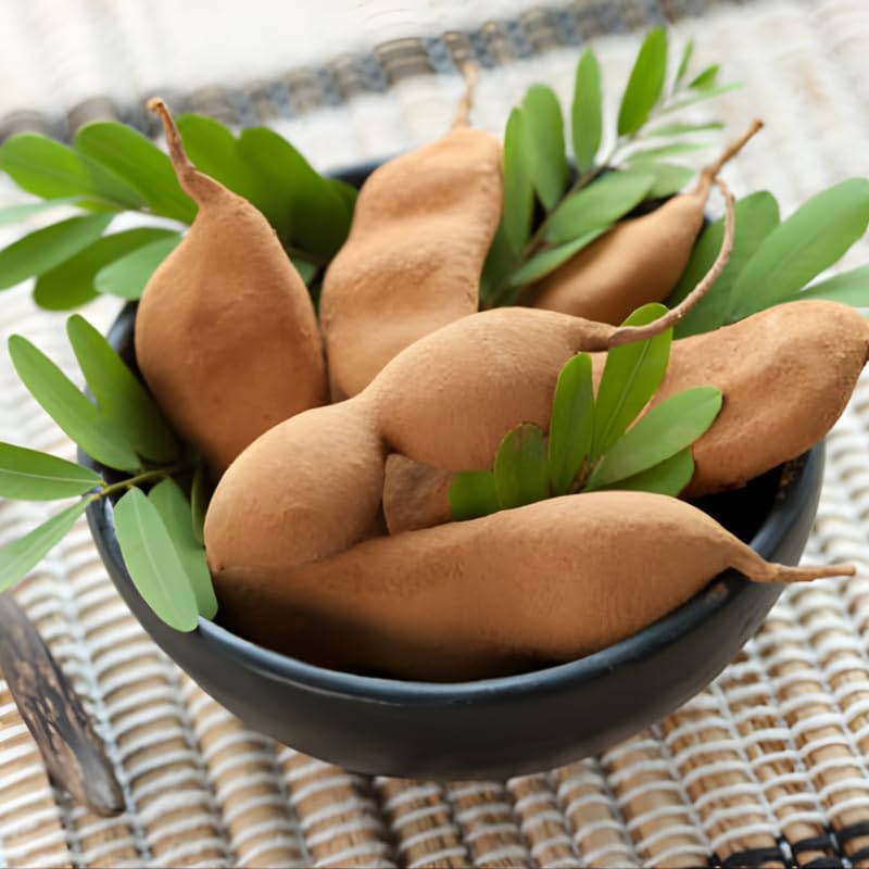 No Ship to CA, HI, AK, Sour Tamarind Live Plant, 3 Gallon Pot, 2-3 Feet Tall, Potted Tropical Fruit Tree Starter for Backyard and Large Containers