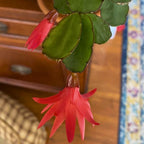 Red Easter Cactus Live Plant | Spring Easter Cactus 3 Inch Tall | Vibrant Red Blooms | Easter Cactus Plants Live for Desk, Shelf or Gift