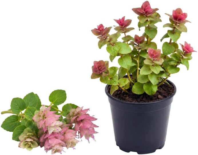 Ornamental Oregano Plants Live for Planting, 3" Pot, High-Yield, Elegant Cascading Pink Flowers, Fragrant Foliage, Perfect for Patio Containers and Window Boxes
