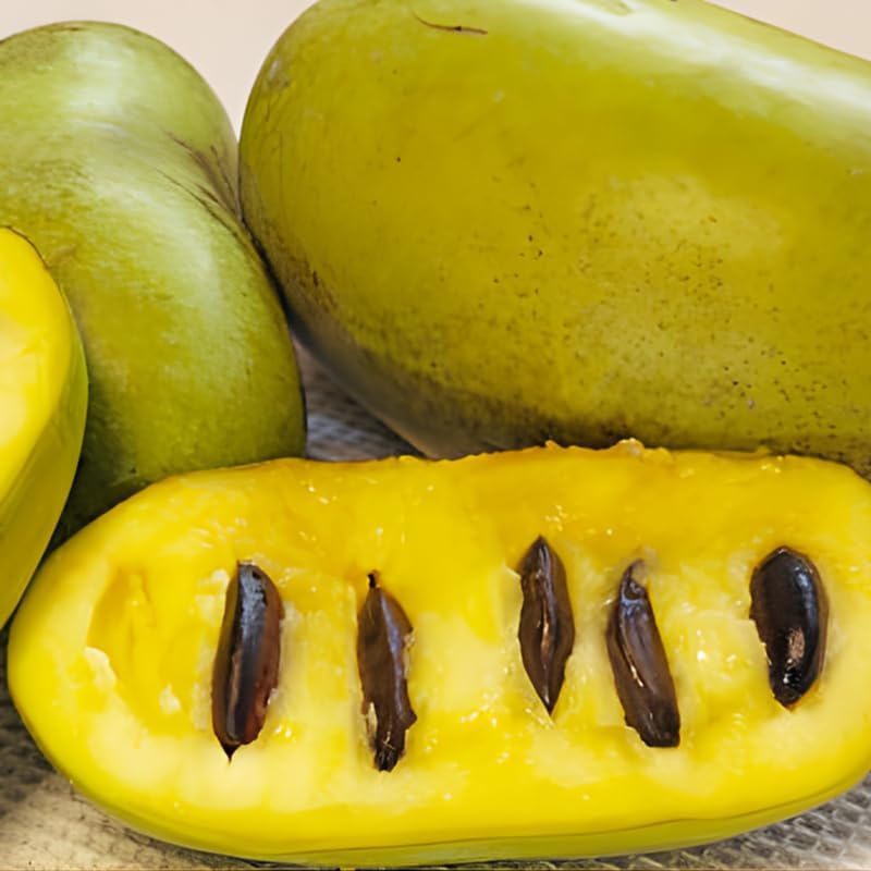 Pawpaw Tree Live Plant for Planting, Well-Rooted 12-18" in Quart Pot, Low Maintenance Tropical-Style Fruit Tree for Sunny Outdoor Spots