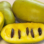 Pawpaw Tree Live Plant for Planting, Well-Rooted 12-18" in Quart Pot, Low Maintenance Tropical-Style Fruit Tree for Sunny Outdoor Spots