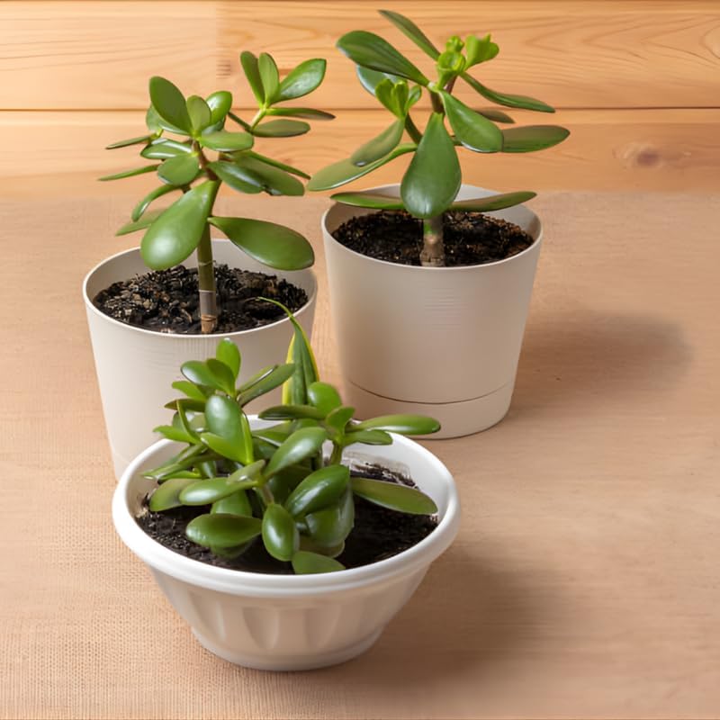 Jade Plant Live, Crassula Ovata in 2 Inch Pot, Air-Purifying, Low Maintenance, Perfect for Home and Office Décor, Easy Care Starter Plants