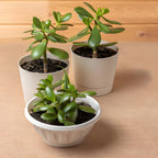 Jade Plant Live, Crassula Ovata in 2 Inch Pot, Air-Purifying, Low Maintenance, Perfect for Home and Office Décor, Easy Care Starter Plants