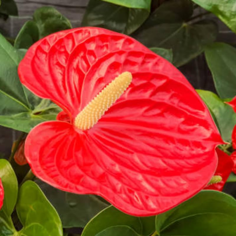 Anthurium Flamingo Flower Plant, Red Anthurium Plant Live in 4 Inch Pot, Air Purifying Flowering Indoor Houseplant, Home, Room, or Office Décor, Easy to Grow