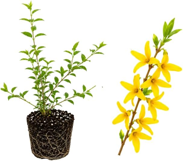 Weeping Forsythia Plant Live, Small Pot Forsythia Bush, Forsythia suspensa, Fast Growing Flowering Shrub for Garden Borders & Outdoor Landscaping