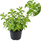 Chocolate Mint Plants Live Outdoor and Garden, Mint Plants Live in 3-Inch Pot, Cold-Hardy Mint Herb for Patios, Containers, and Ground Cover
