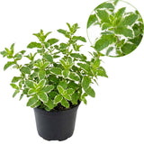 Chocolate Mint Plants Live Outdoor and Garden, Mint Plants Live in 3-Inch Pot, Cold-Hardy Mint Herb for Patios, Containers, and Ground Cover