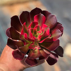 Aeonium Black Rose Plant Live Succulent in 4" Inch Pot | Black Succulents Plants Live | Ideal for Modern Home Décor, Desk Displays & Plant Collections