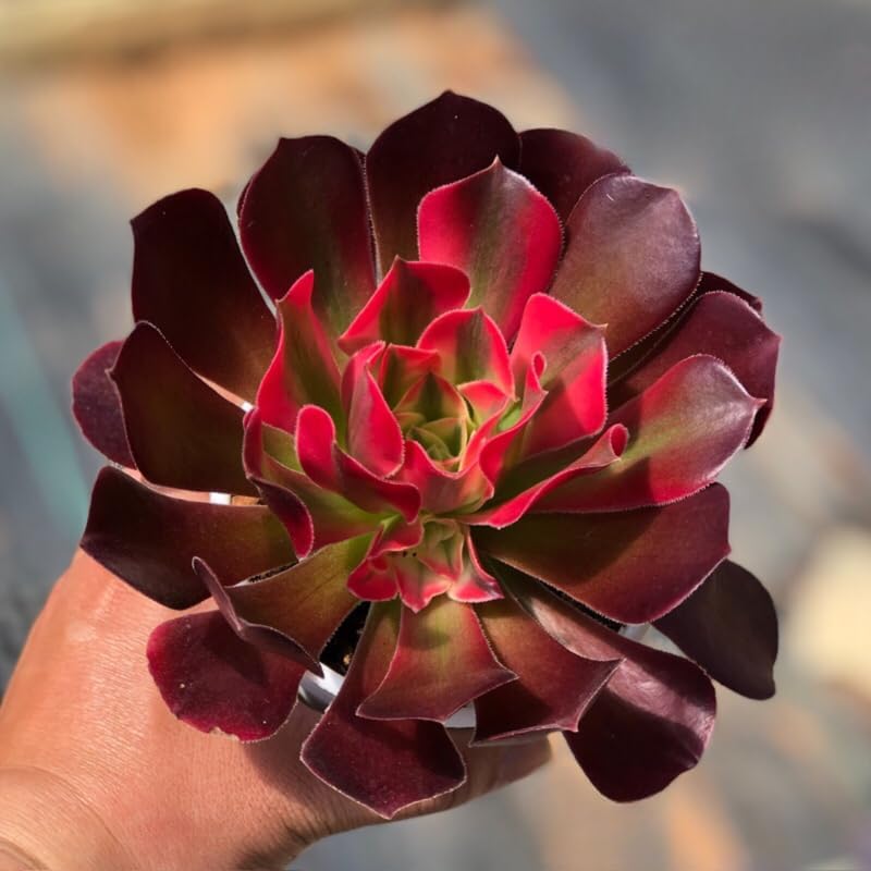 Aeonium Black Rose Plant Live Succulent in 4" Inch Pot | Black Succulents Plants Live | Ideal for Modern Home Décor, Desk Displays & Plant Collections