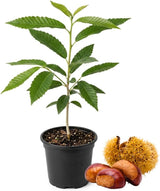 Chestnut Tree, 6-10" Nut Tree, Vigorous Deciduous Shade Tree for Backyard Gardens & Orchard Planting, Sweet Edible Harvests & Fast Growth