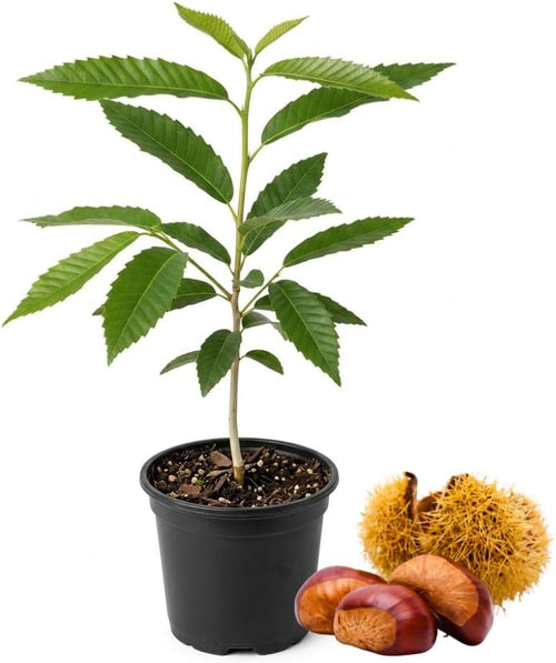 Chestnut Tree, 6-10" Nut Tree, Vigorous Deciduous Shade Tree for Backyard Gardens & Orchard Planting, Sweet Edible Harvests & Fast Growth
