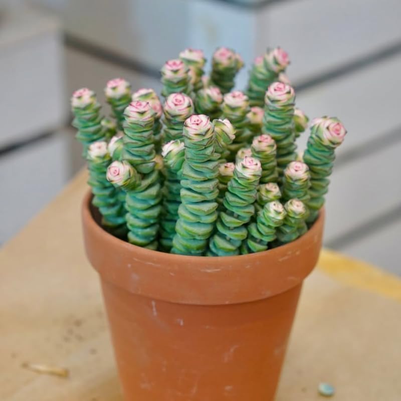 Rare Baby’s Necklace Succulent Live Plant in 4" Inch Pot | Crassula rupestris with Stacked Leaves | Low-Maintenance Indoor Plant