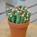 Rare Baby’s Necklace Succulent Live Plant in 4" Inch Pot | Crassula rupestris with Stacked Leaves | Low-Maintenance Indoor Plant