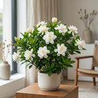 Frostproof Jasmine Gardenia Live Plant, 4-5 Inch Bare Root Starter, Vigorous Cold-Hardy Evergreen Shrub with Fragrant White Blooms, Sturdy Low Maintenance Flowering Hedge