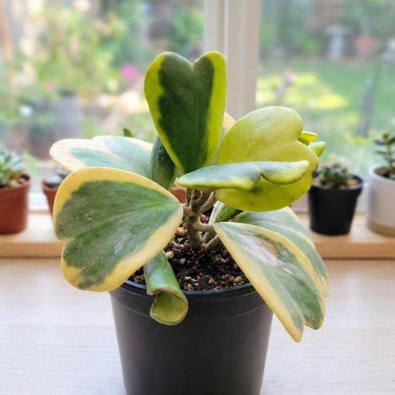 2 Variegated Hoya Heart Plant, 2 Inch Pot Size, Potted Indoor Plant, Small Decorative Plant for Bright Indoor Areas and Shelves