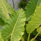 Giant Elephant Ear Plant 1–2ft Tall | Live Mammoth Elephant Ear Bulb Grown Plant – Large Tropical Elephant Ears for Garden & Landscape, Fast-Growing Colocasia with Bold Foliage