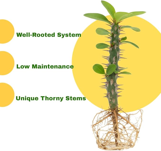 Pink Euphorbia Milii Live Plant | Crown of Thorns Houseplant | 4 to 8 Inch Tall, Easy to Grow Indoor or Outdoor Decorative Plant, Home Office, Patio Garden