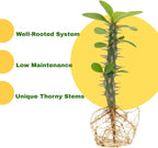 Pink Euphorbia Milii Live Plant | Crown of Thorns Houseplant | 4 to 8 Inch Tall, Easy to Grow Indoor or Outdoor Decorative Plant, Home Office, Patio Garden