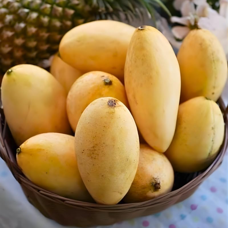 Live Keo Savoy Mango Tree 2.5–3 Ft | Sweet Tropical Mango | Fruit Tree for Yard & Patio | No Ship to CA, HI, AK