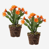 2 Orange Easter Cactus Live Plant, 4-6" Well-Rooted Potted Plants, Orange Star-Shaped Bloom Starters for Sunny Windows and Pots