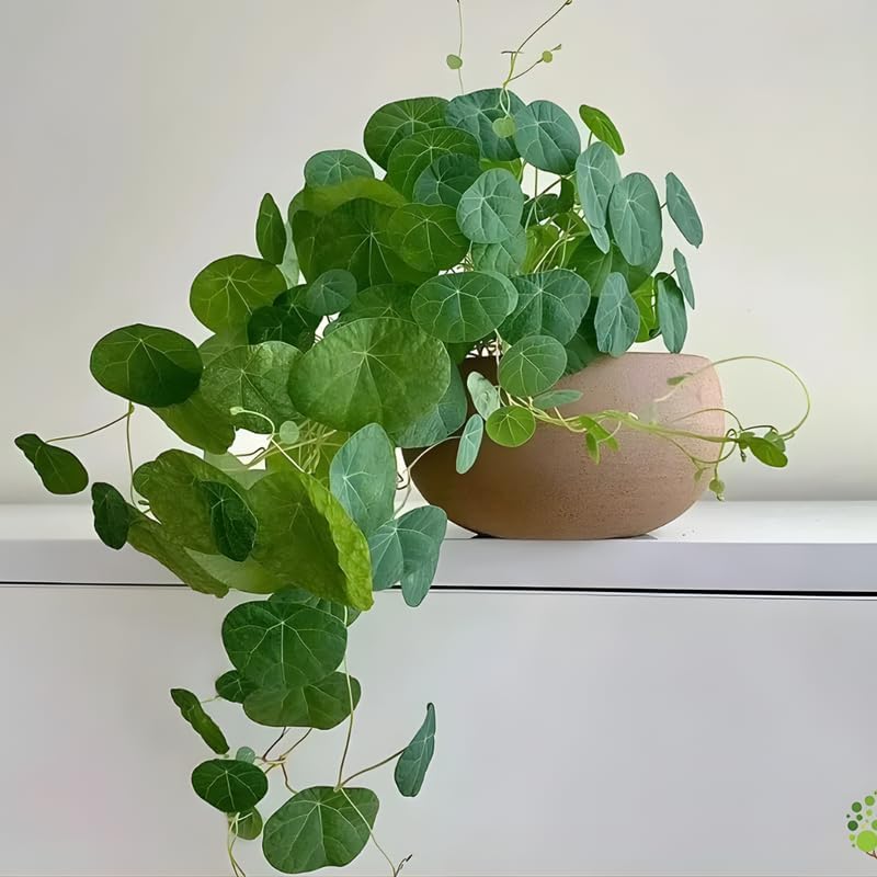 Stephania Cephalantha Live Plant in 3 – 3.5" Inch Pot | Stephania Erecta Plant Bulb | Low-Maintenance Indoor Greenery | Suitable for Desks, Shelves & Modern Décor | Great Botanical Gift