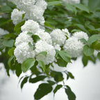 2 Snow Ball Bush Live Plants | Viburnum Live Plant for Gardens | 1–2 Ft Tall Bare Root Plants | Suitable for Yard Growing and Seasonal Flower Display