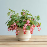 Pink Flowering Currant Plant, Well-Rooted 7" Starter, Cold-Hardy Ribes Sanguineum for Sunny Landscapes
